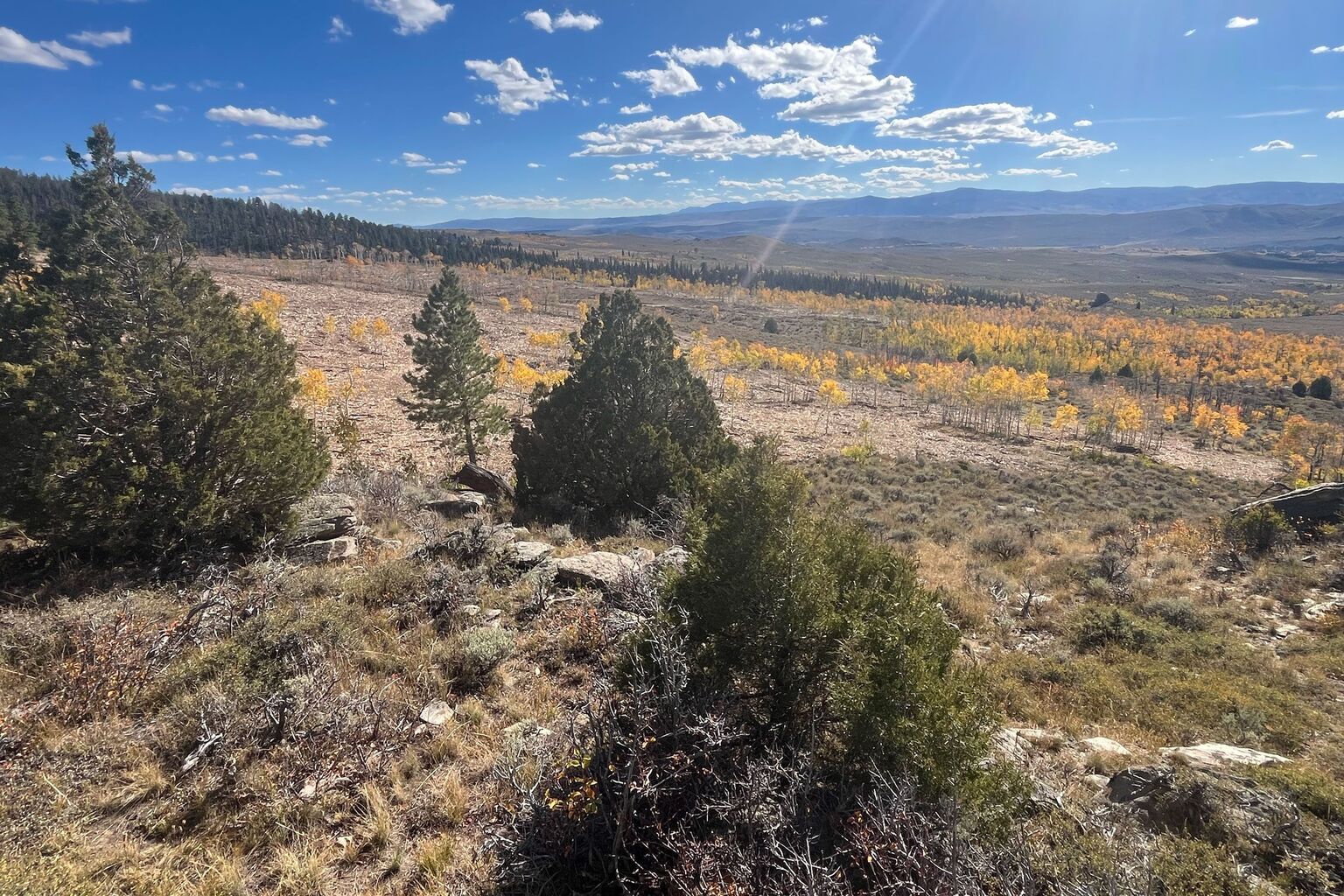 Aspen Regeneration on Wyoming's Snowy Range - Mule Deer Foundation