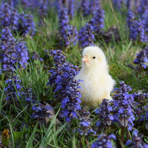 The FREE Backyard Chicken Printable Library