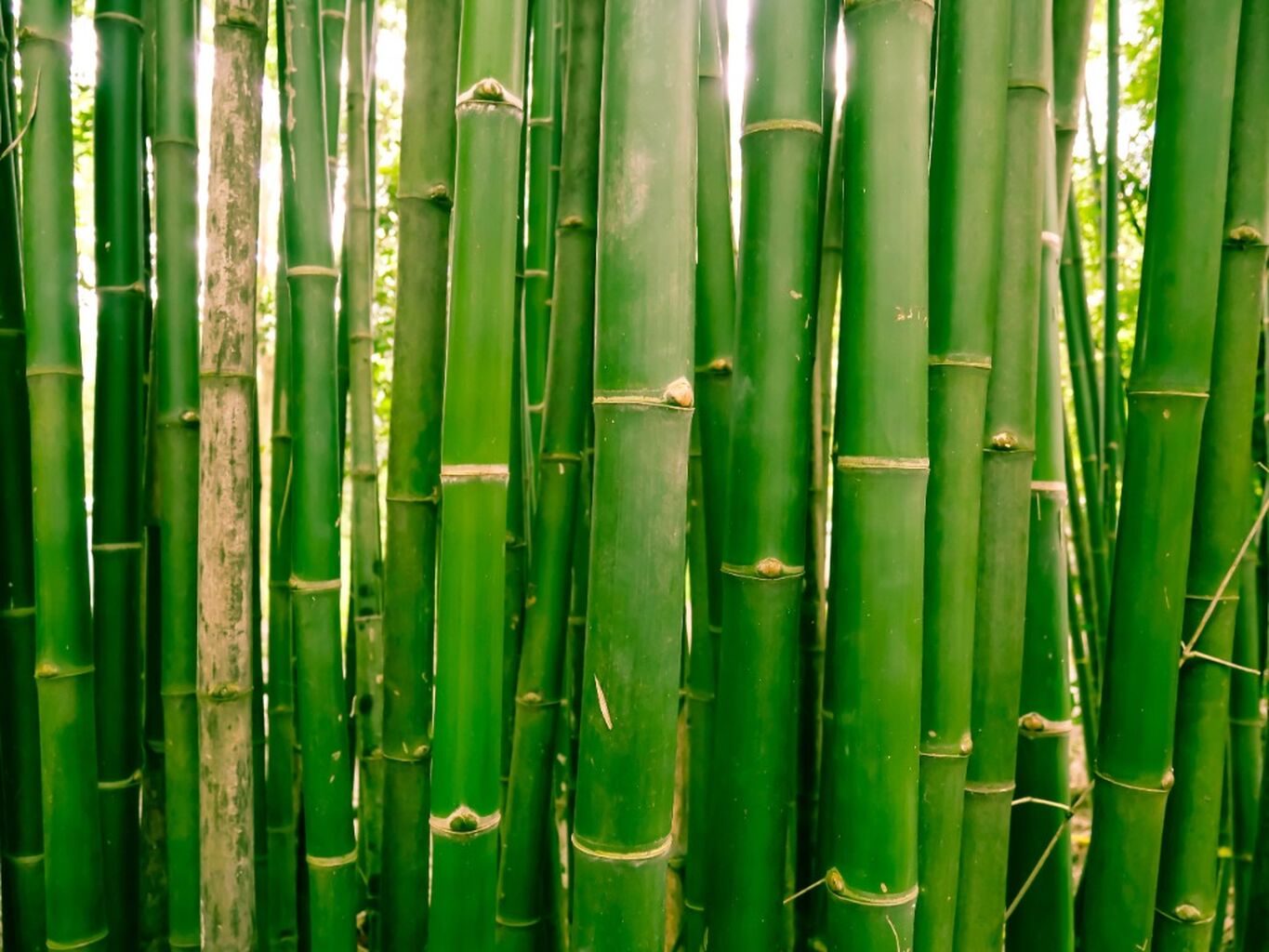 Are Bamboo Dog Bowls Safe?