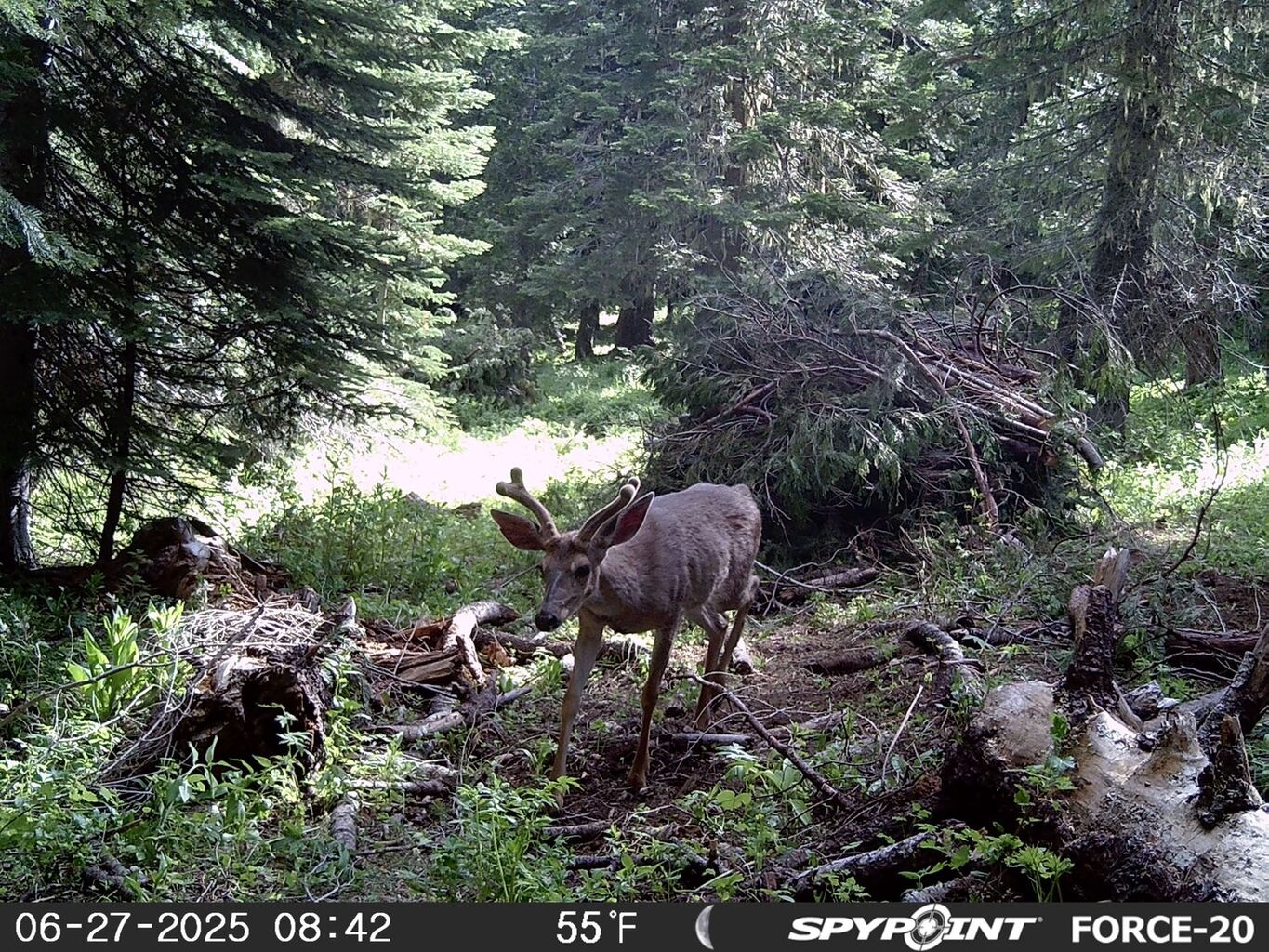 Supporting Habitat Restoration in Oregon&rsquo;s Southern Cascade Range &mdash; Blacktail Deer Foundation