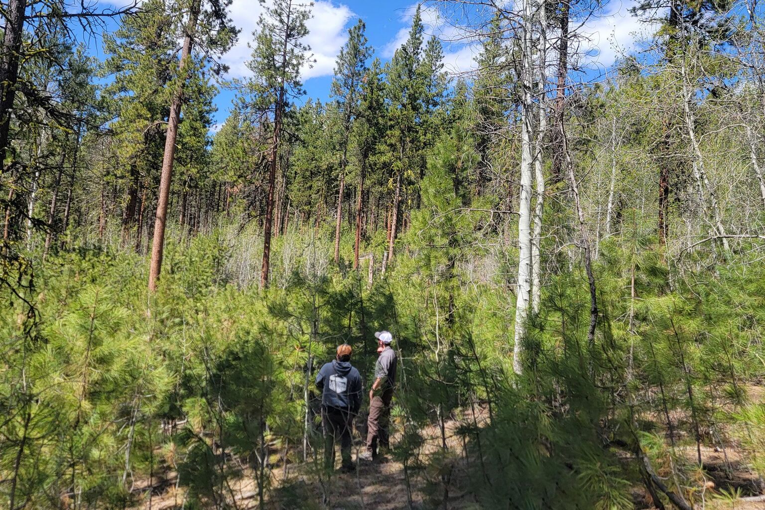 Restoring a Landscape in Eastern Oregon: The South Cliff Knox Habitat Project - Mule Deer Foundation