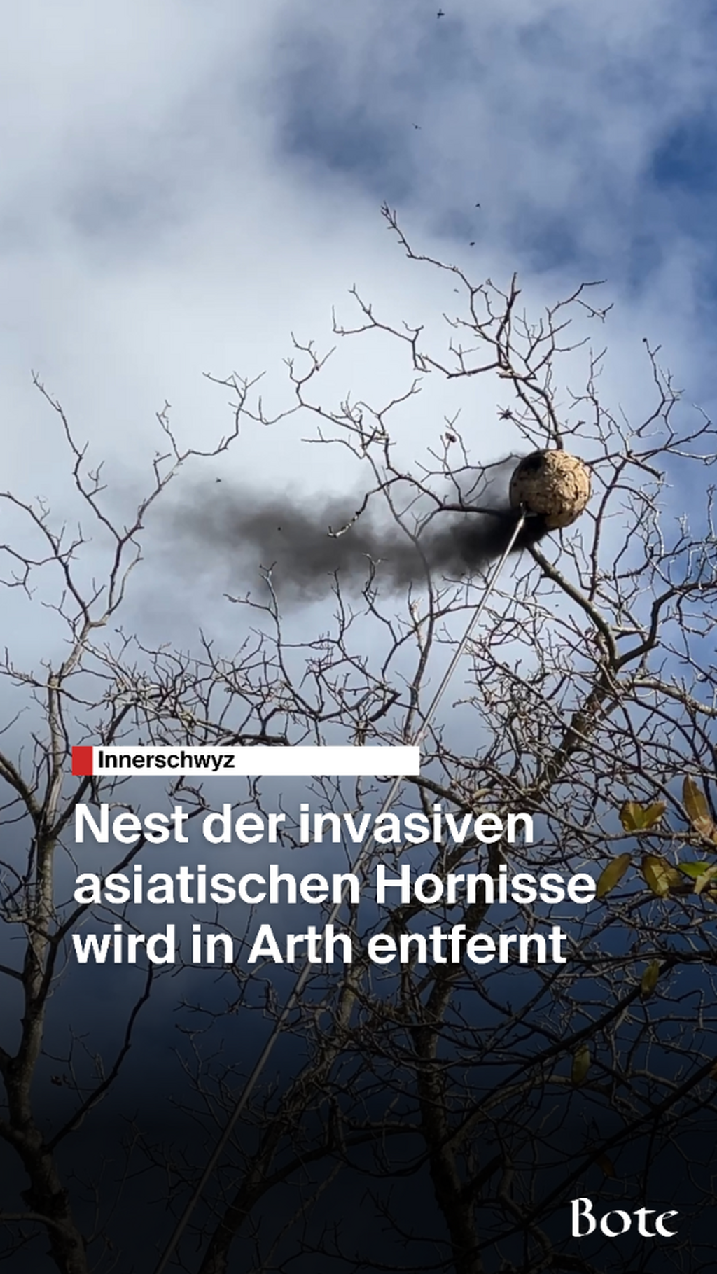 Asiatische Hornisse
