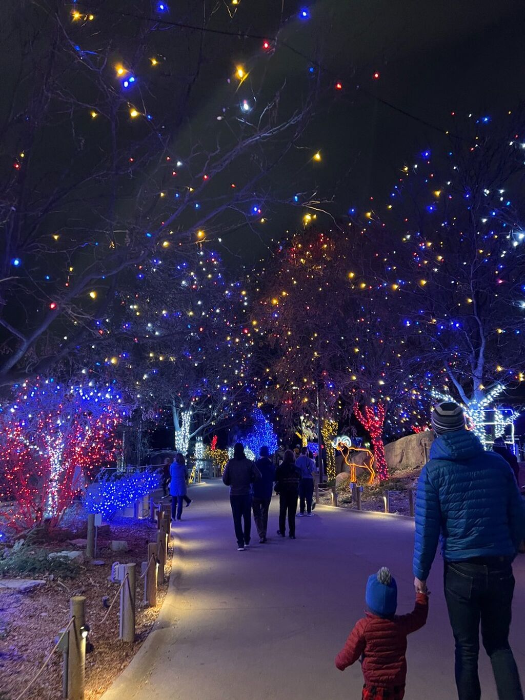 Get your tickets for CU Zoo Lights!