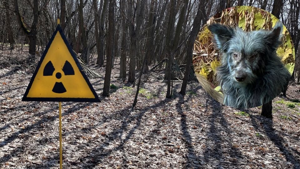Hallan a 3 perros &lsquo;azules&rsquo; cerca de la planta nuclear de Chern&oacute;bil