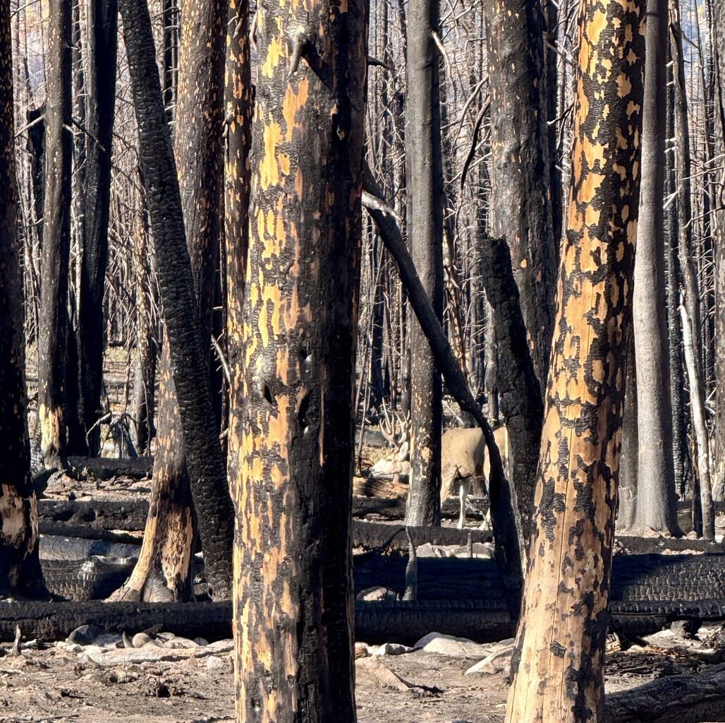 Don't Overlook Burn Areas this Hunting Season! - Mule Deer Foundation
