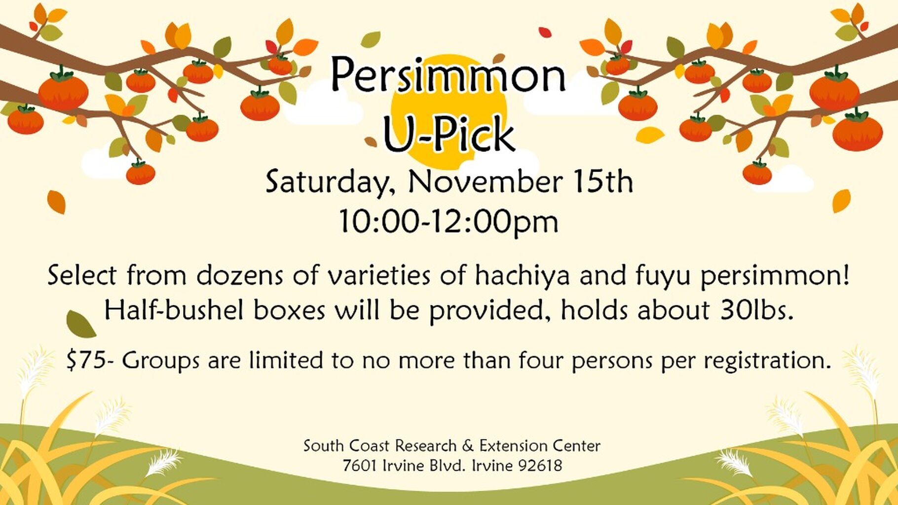Persimmon U-Pick