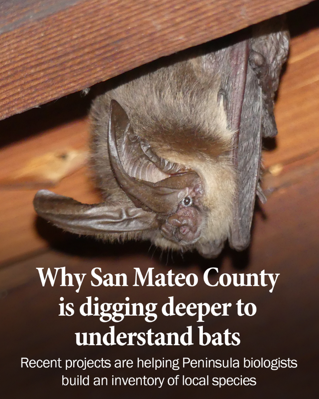 Why San Mateo County is digging deeper to understand what the bats do year-round
