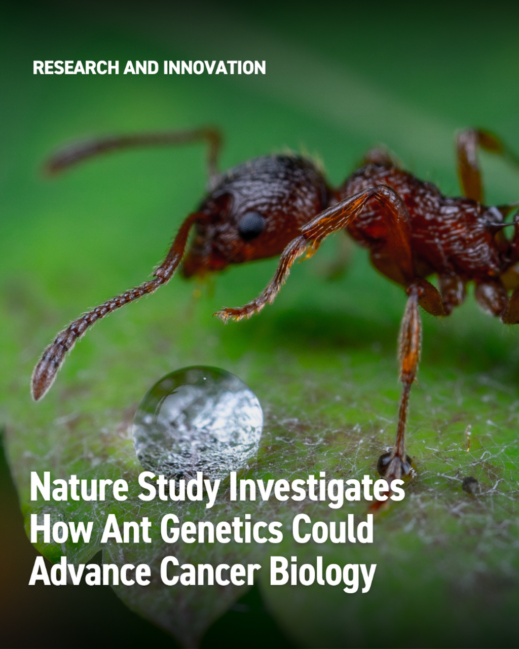 How Ants Smell: New Gene Regulation Insights Could Advance Cancer Research - InventUM