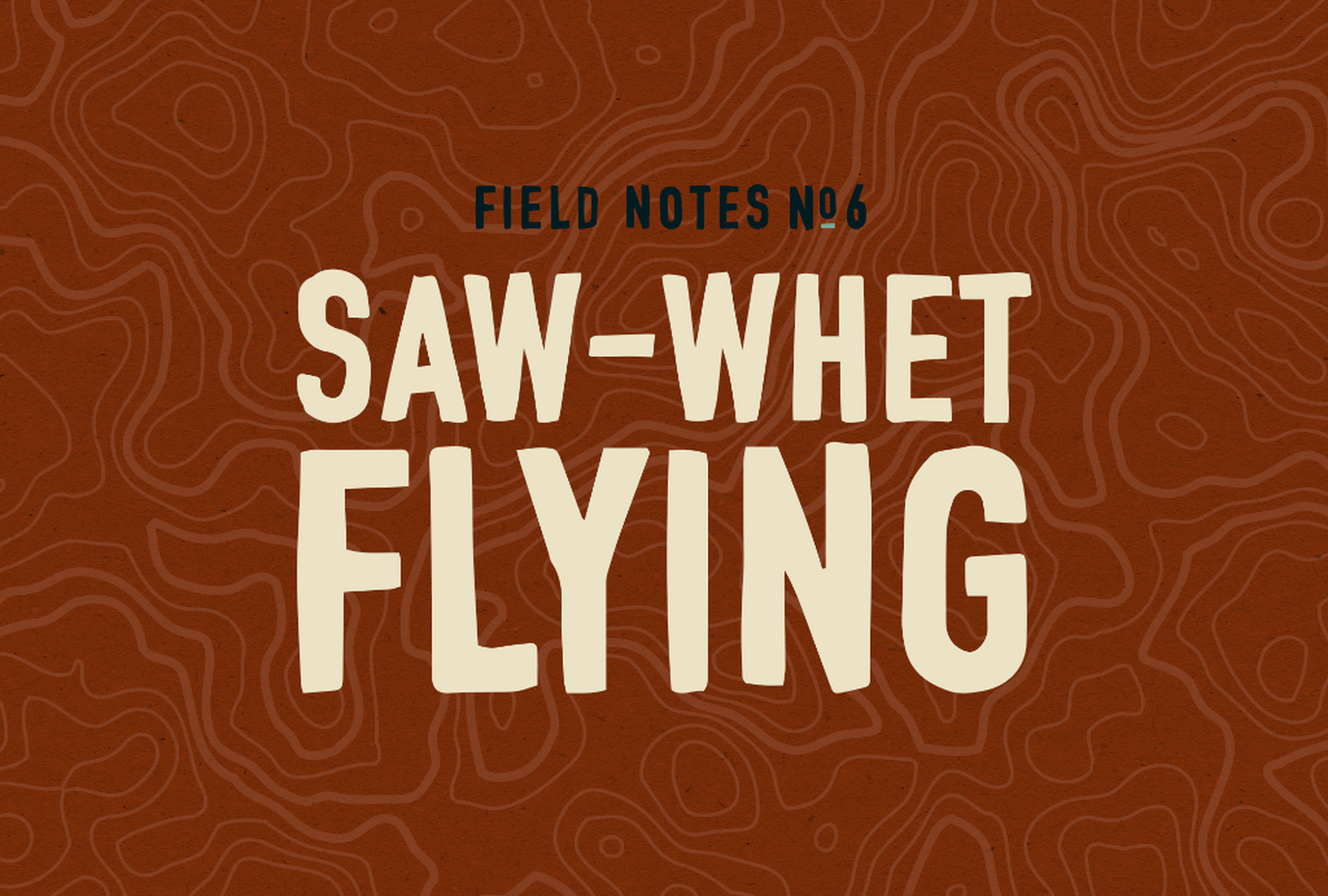 🦉 Field Notes #5: Saw-whets Flying