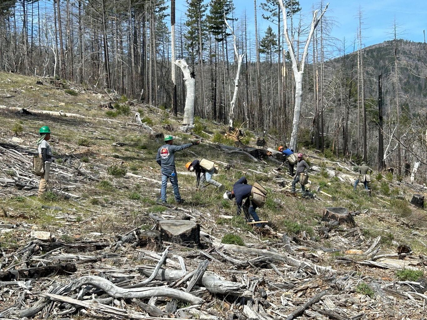 Why Active Forest Management Matters for Black-Tailed Deer&nbsp; &mdash; Blacktail Deer Foundation