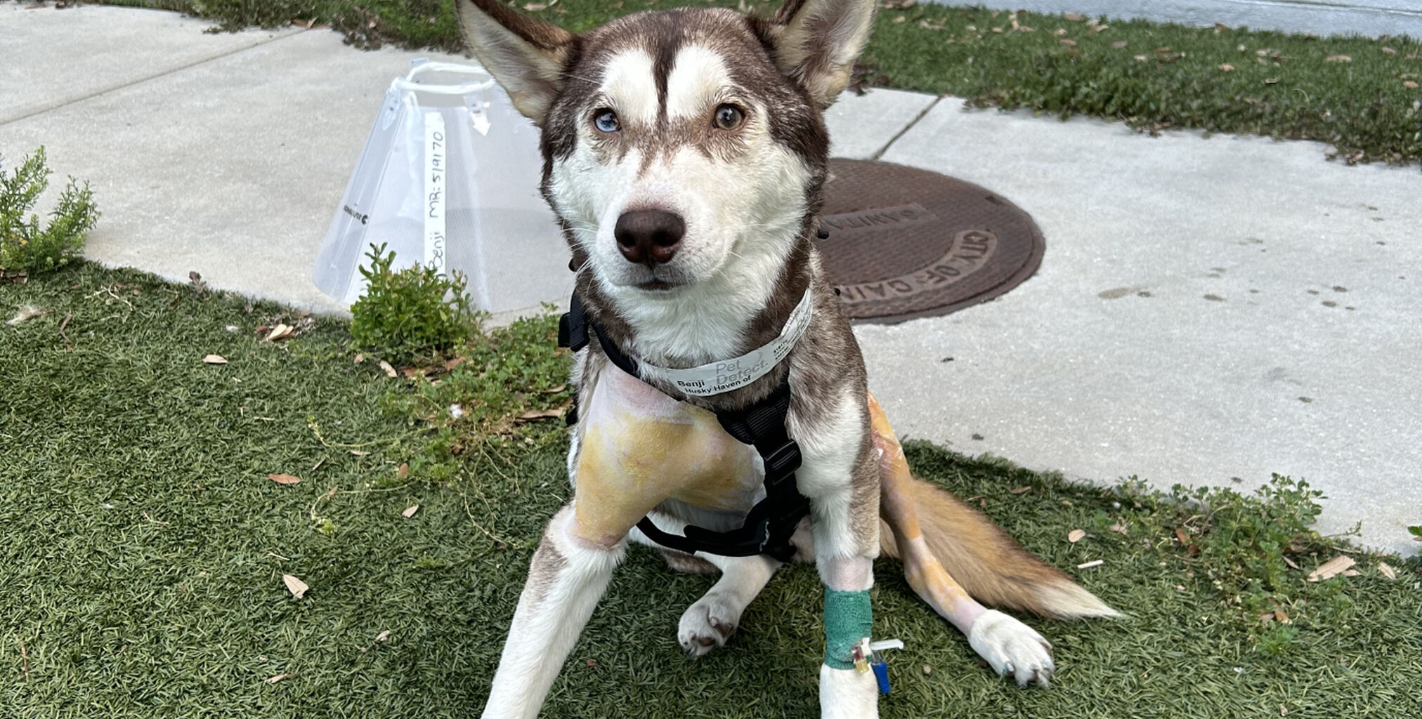 Benji&rsquo;s Journey: A Story of Innovative Care and Recovery &raquo;  Small Animal Hospital &raquo; College of Veterinary Medicine &raquo; University of Florida