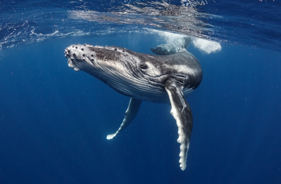 BLOG: Beneath the Surface: How the Marine Mammal Protection Act Protects Underwater Ecosystems | Born Free USA