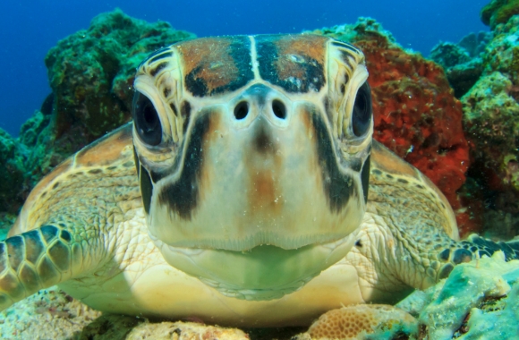 BLOG: A Dose of Hope: Good News for Wildlife! | Born Free USA