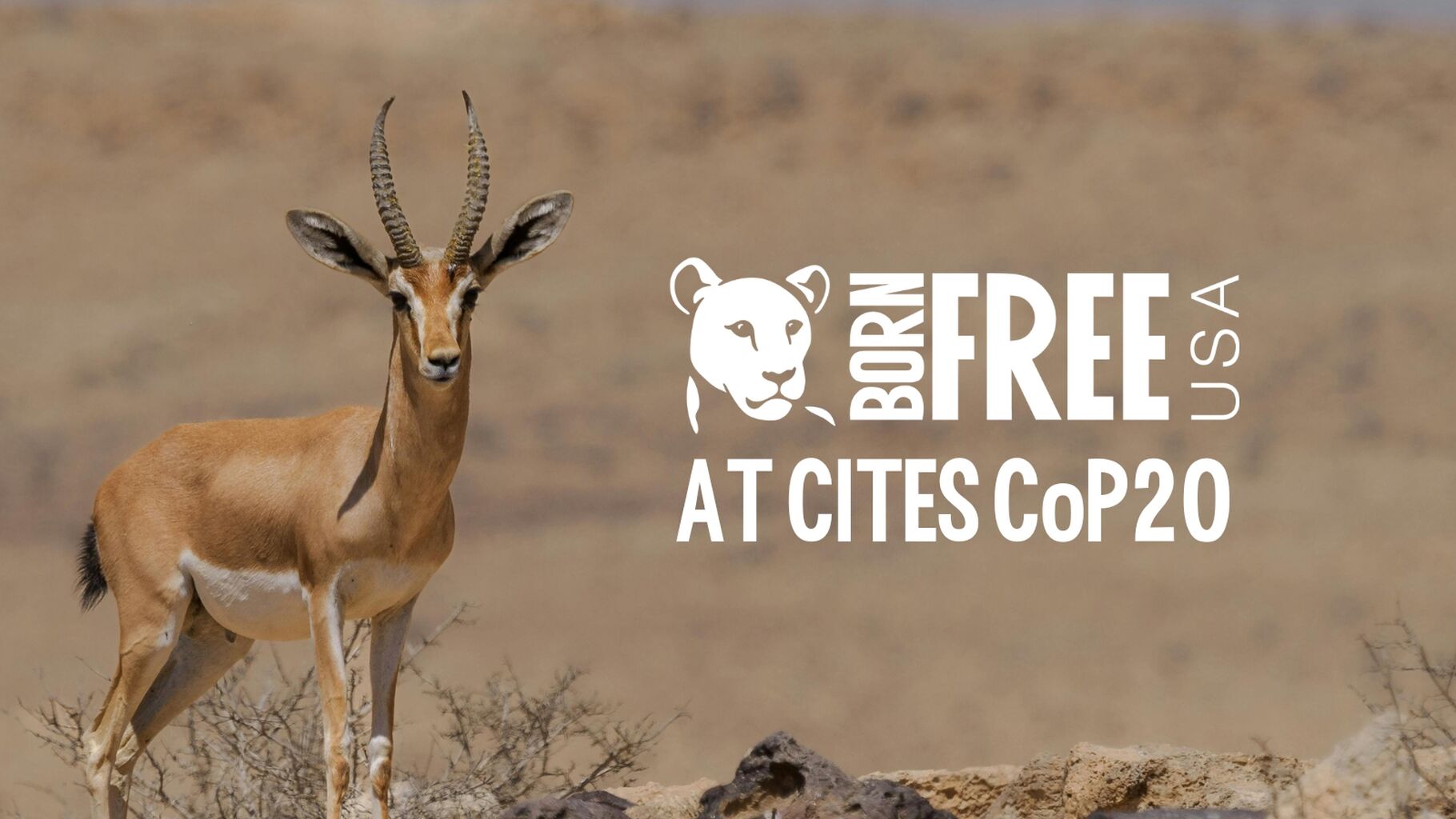DIVE DEEPER: Born Free USA at CITES CoP20 | Born Free USA