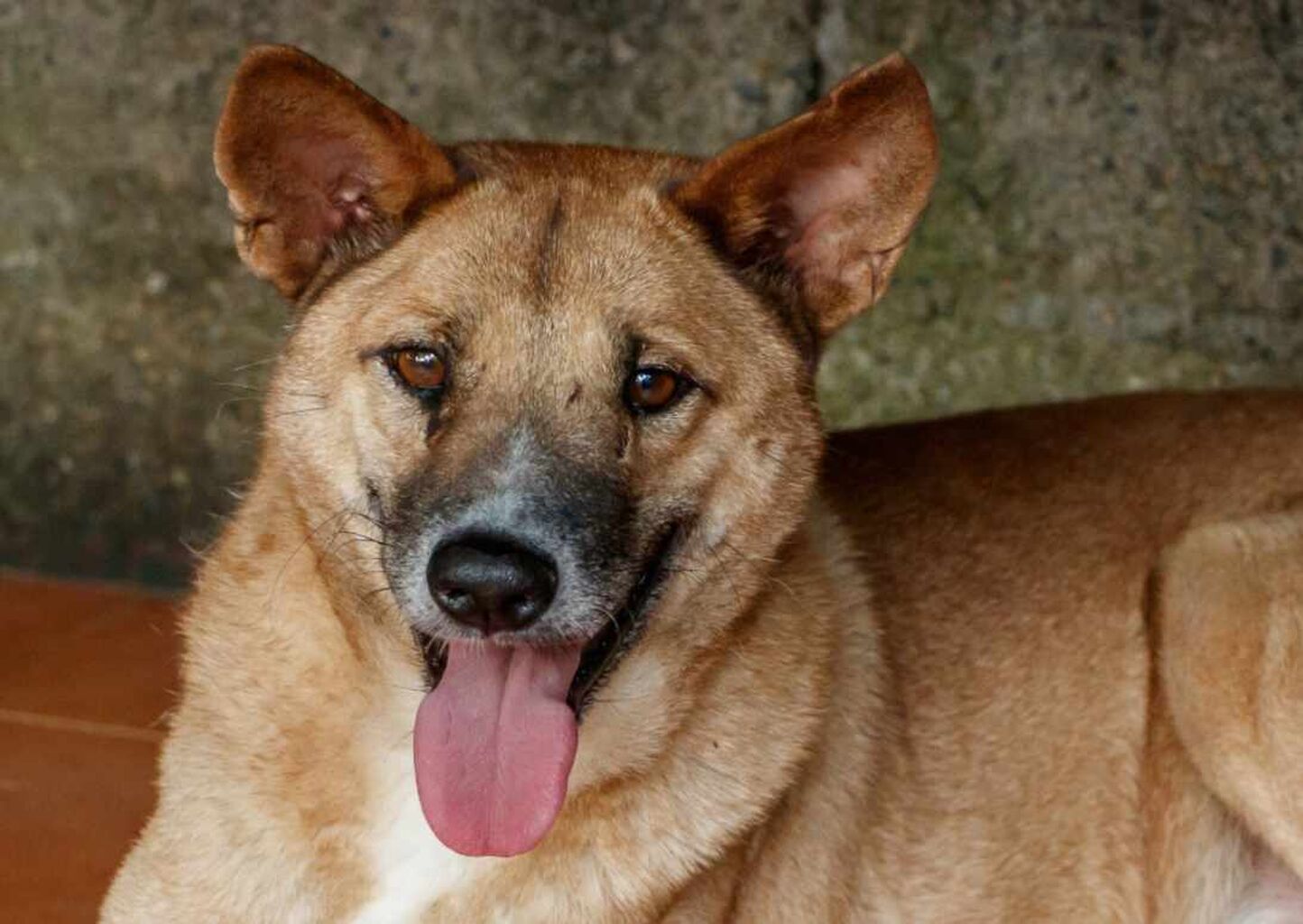 Growing Old Together: Caring for Senior Dogs with Compassion