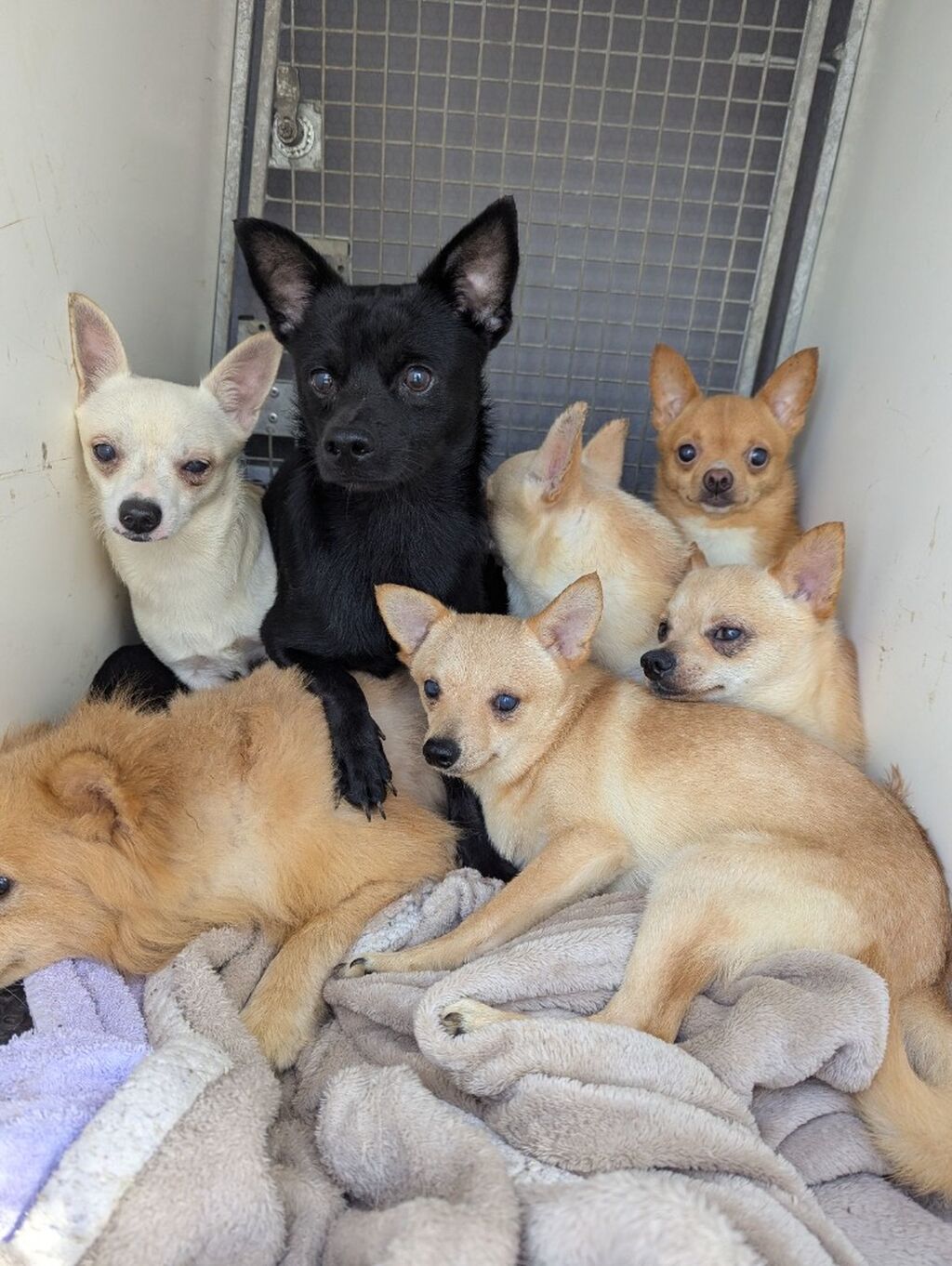 80 dog rescue💔