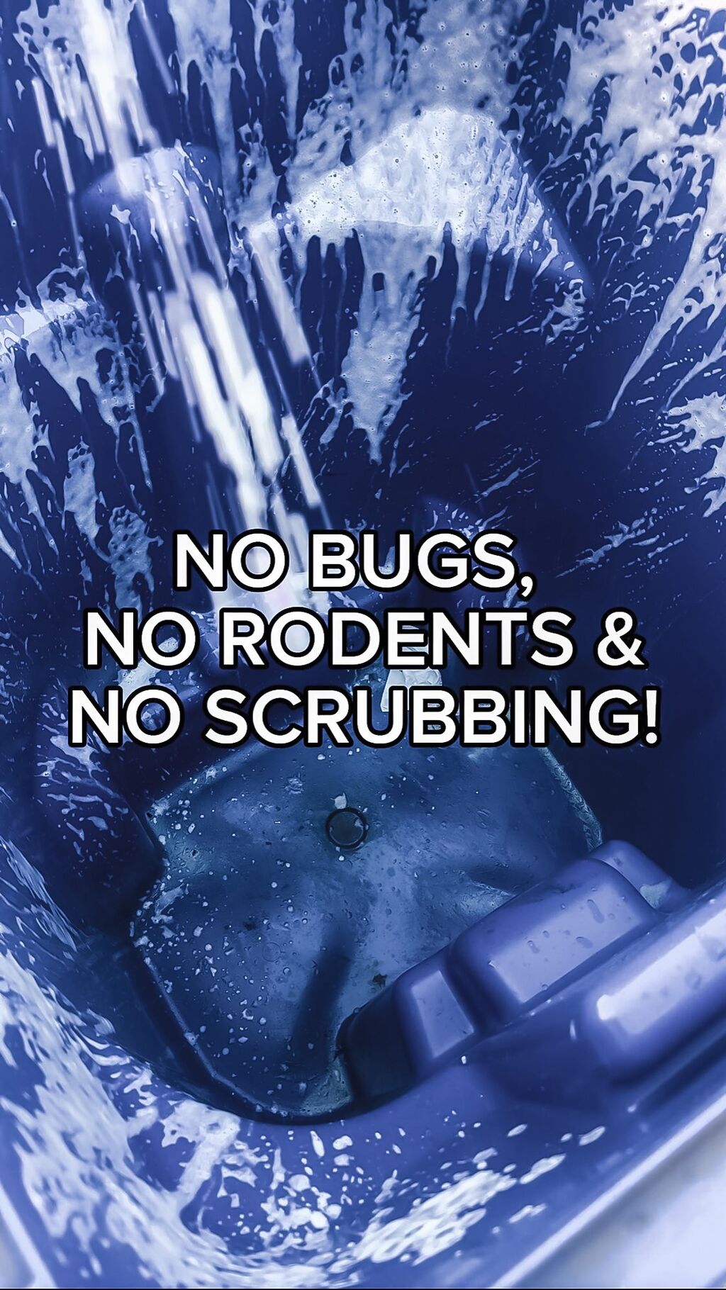 NO BUGS INSECTS RODENT AND NO TRASH BIN SCRUBBING