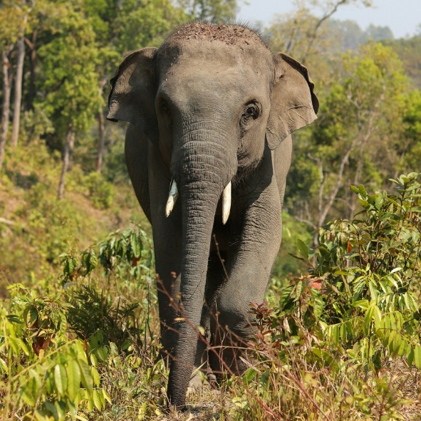 Vaccine for Asian Elephants