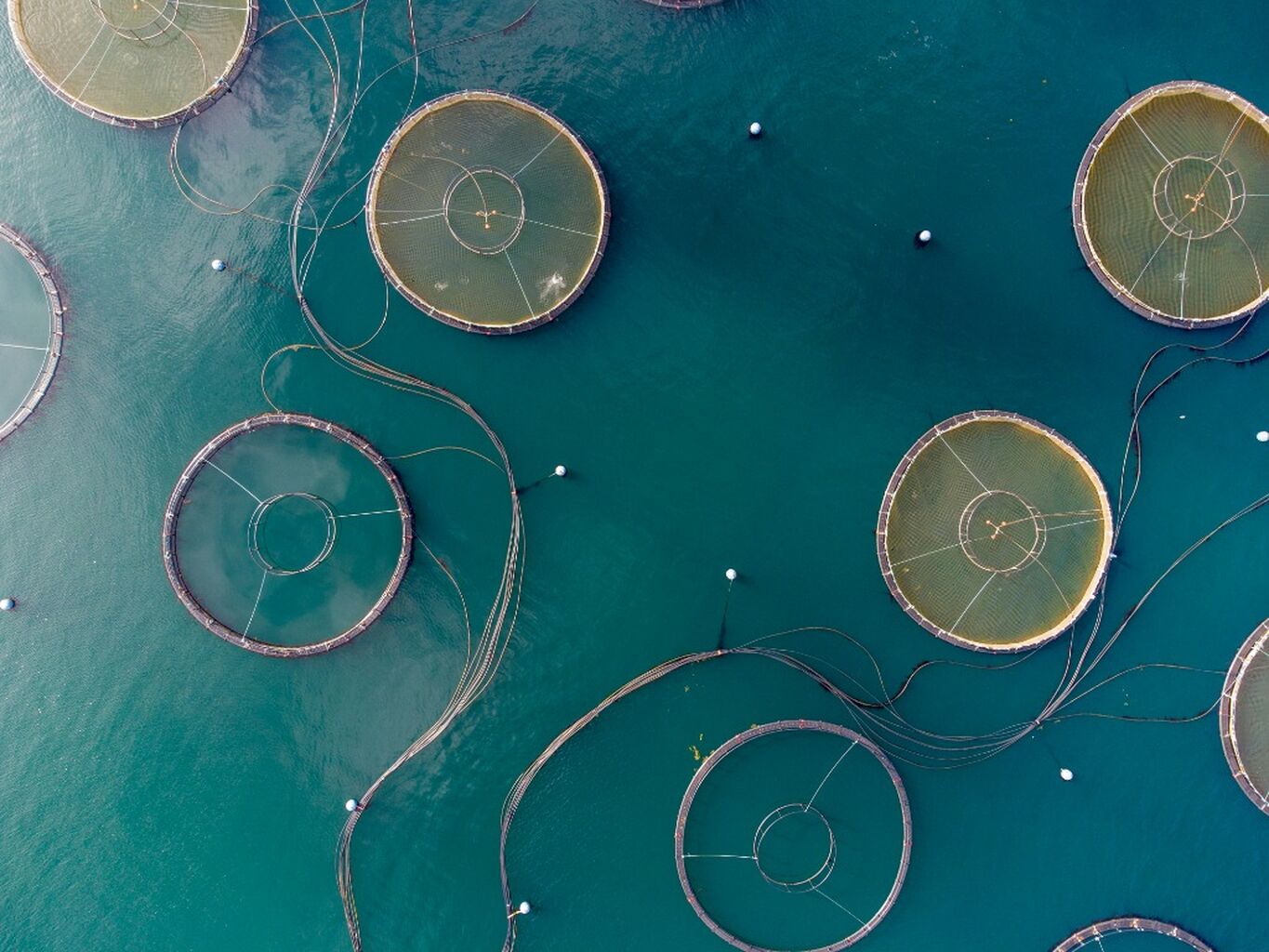 Multi-Trophic Aquaculture 