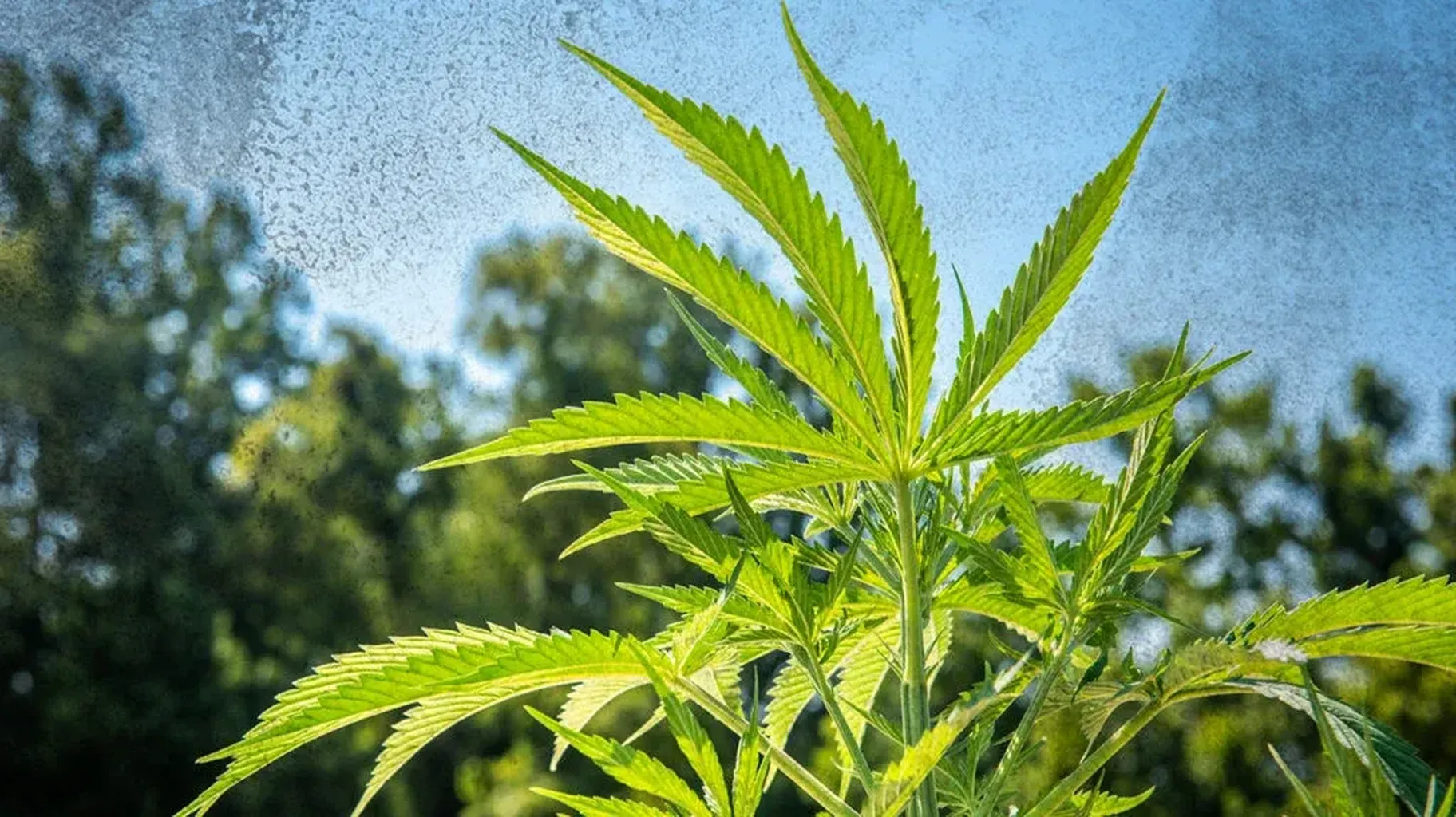 Fix the Hemp Ban - Call Your Lawmakers