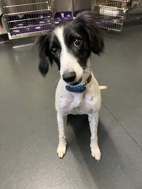 Floss' Story - Big Give Back to Animals 💙