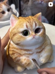 Cat Squeeze Toy