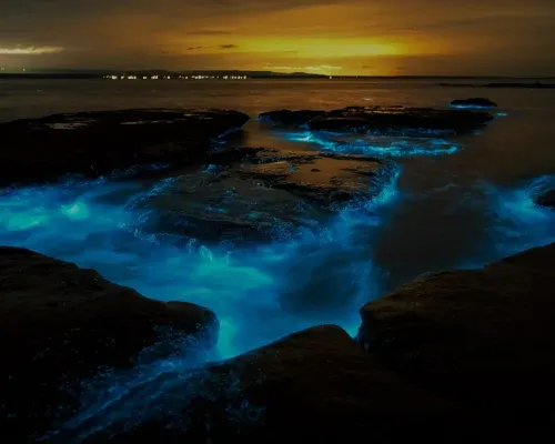 Auckland Bioluminescence Kayak Tour &euro;54