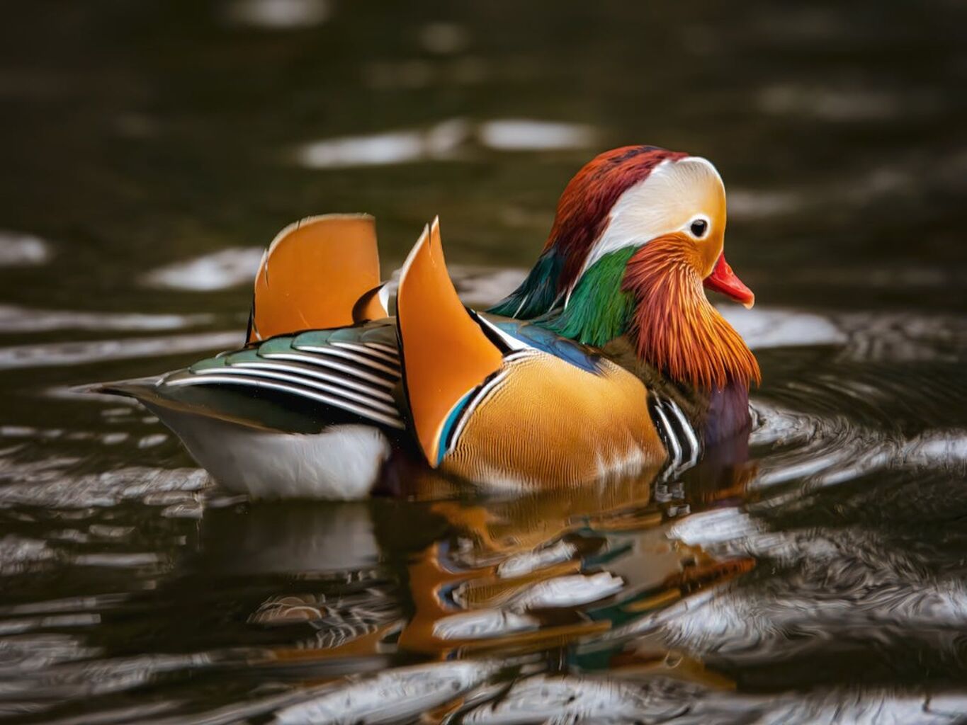 Bird Watching Tour in Drake Bay &ndash; Costa Rica &euro;47