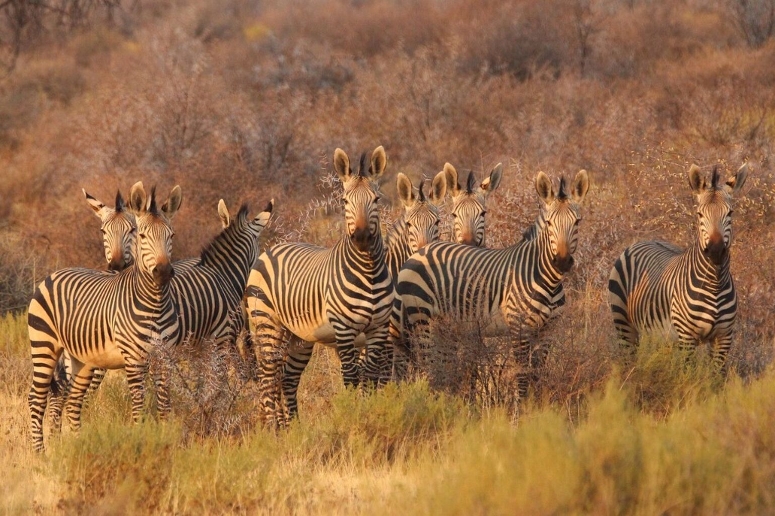 Big 5 South Africa Safari Tour at Aquila With Lunch & Transfers &euro;265