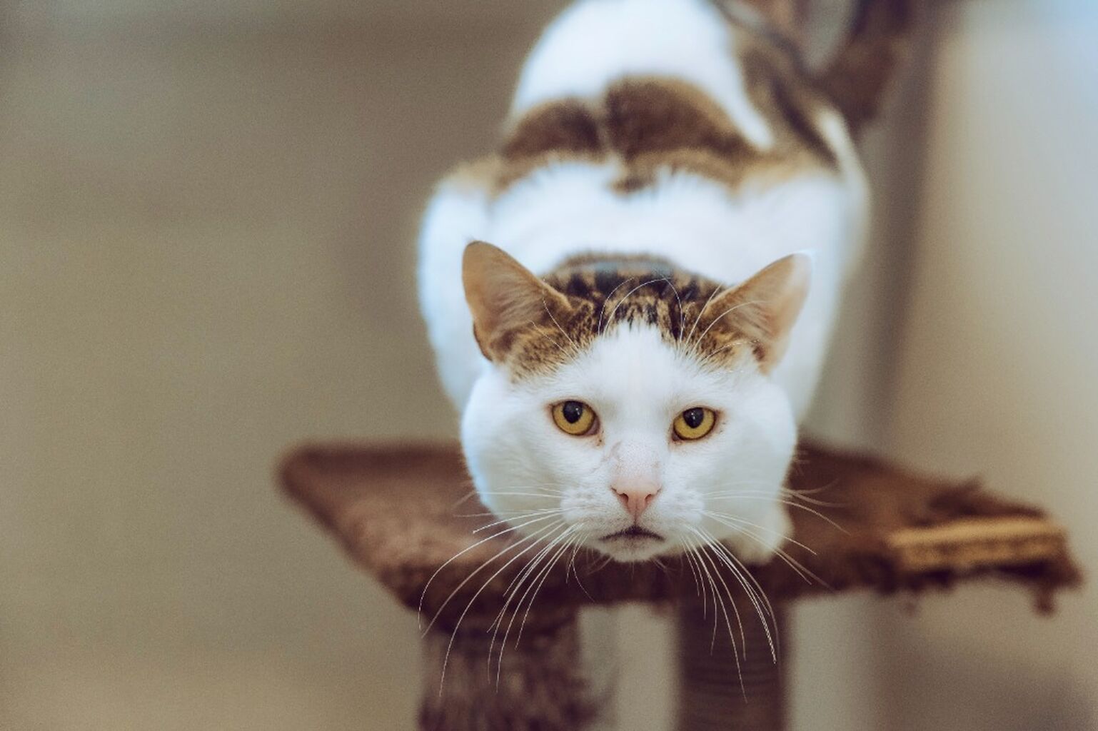 Boris' story - Big Give Back to Animals 🐈