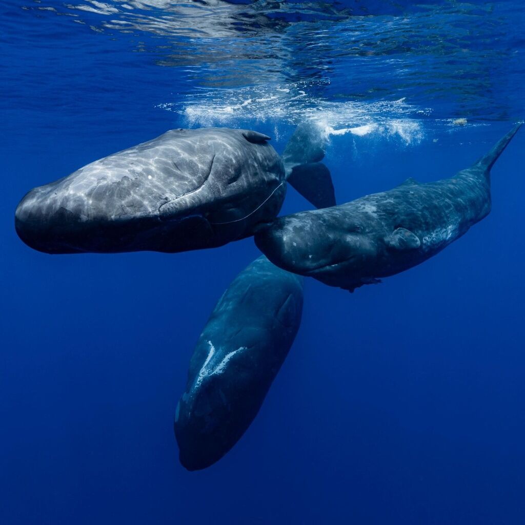 Swimming with the Whales & Marine Safari