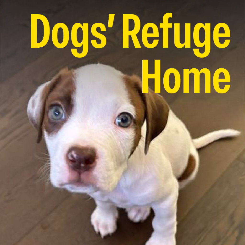 Dogs Home Refuge