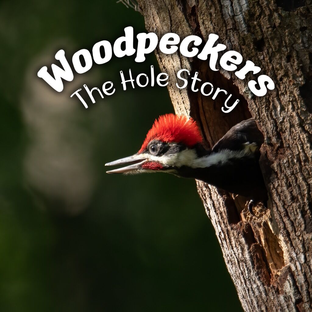 Woodpeckers: The Hole Story (CBC Gem)