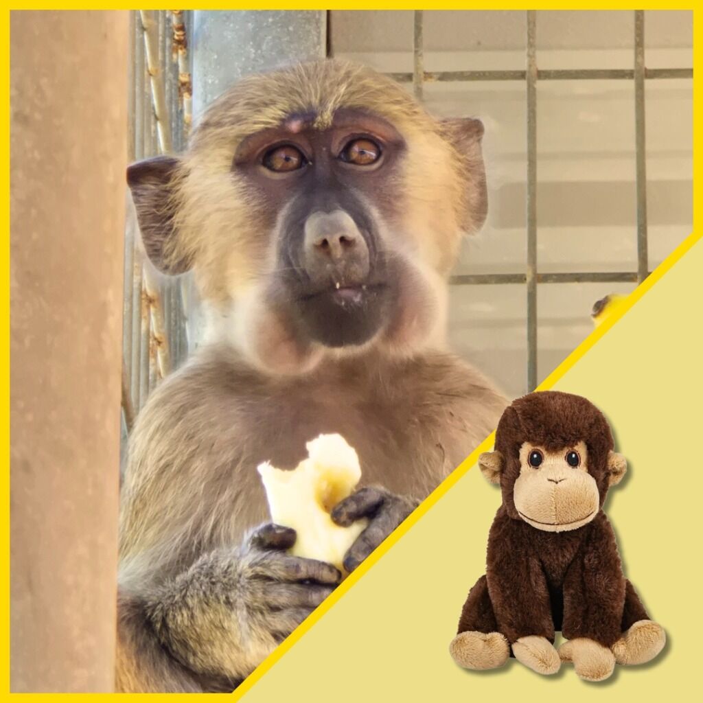 ADOPT: Sponsor Little Foot - or Choose from 14 other Rescued Monkeys!