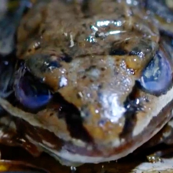 The Wild Canadian Year: Spring (YouTube)