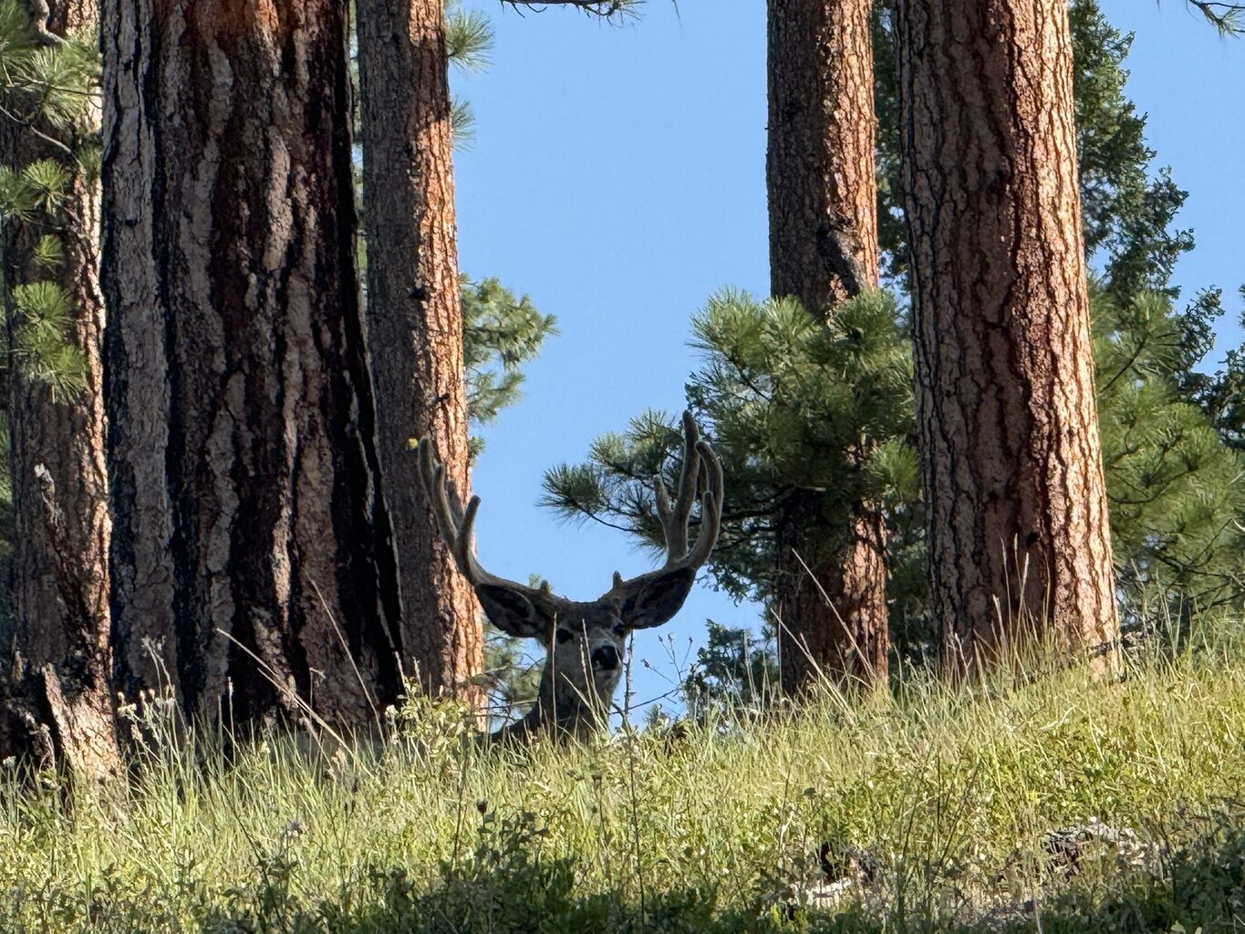 Restoring Trophy Mule Deer Habitat in Montana's Bitterroot National Forest - Mule Deer Foundation