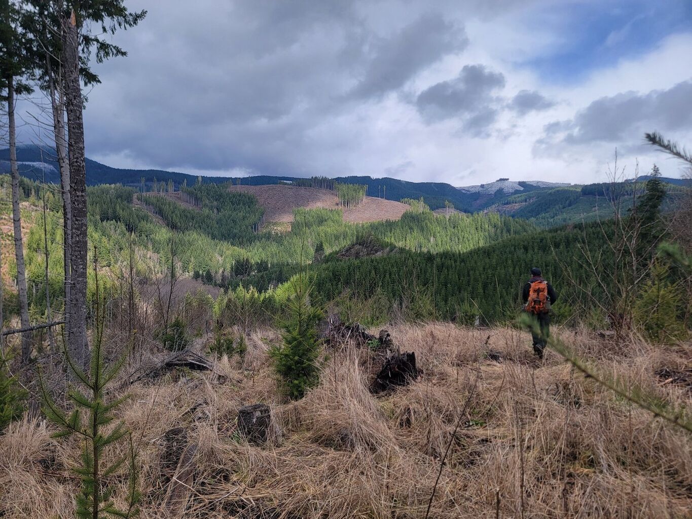 Cutting-Edge Technology Helps Washington Track Black-Tailed Deer in Dense Forests &mdash; Blacktail Deer Foundation
