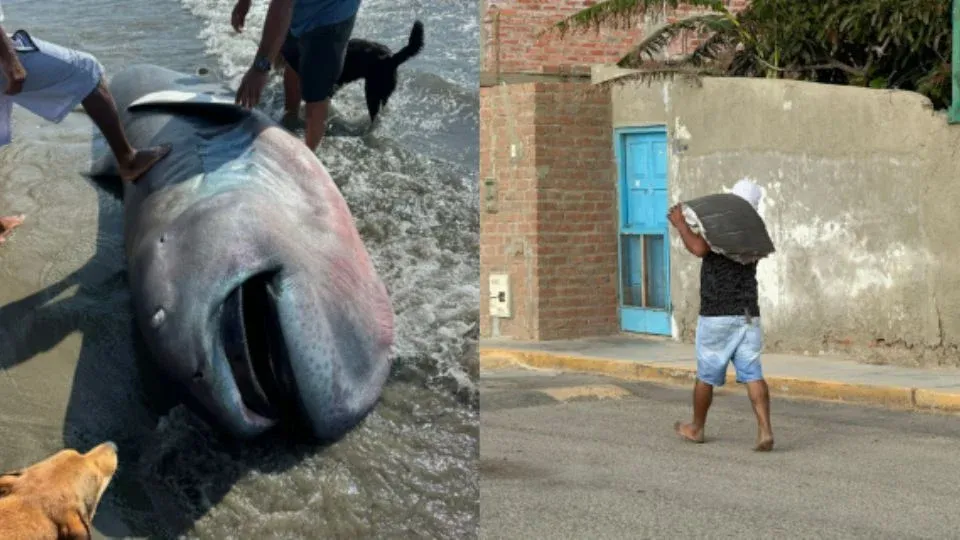 Tibur&oacute;n Megaboca, especie rara en el mundo, muere en playa de Per&uacute; y habitantes lo filetean