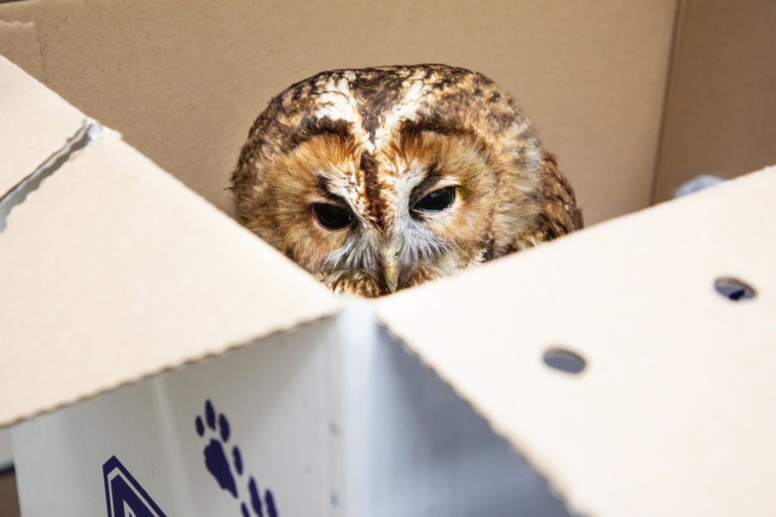 Helping sick or injured wildlife