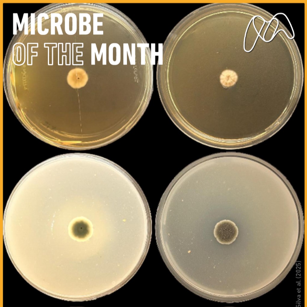 Microbe of the Mont - Dec 2025