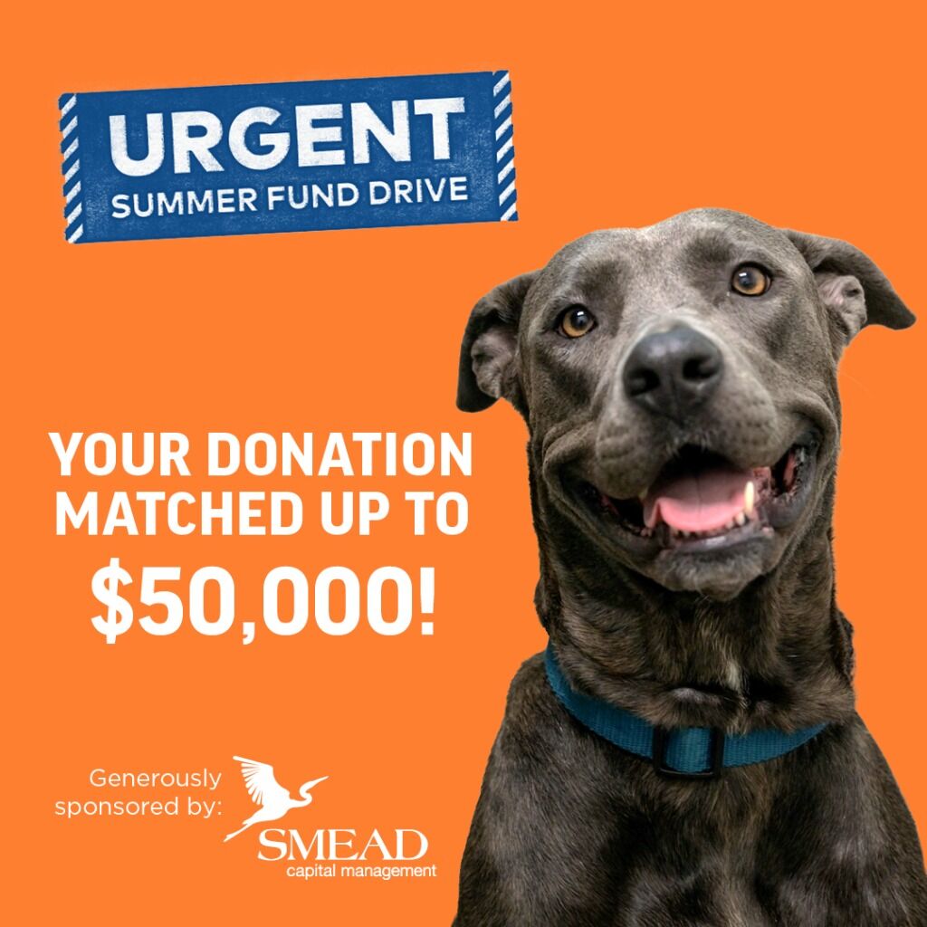 $50K Urgent Summer Fund Drive Match