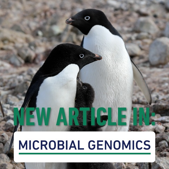 New penguin viruses discovered