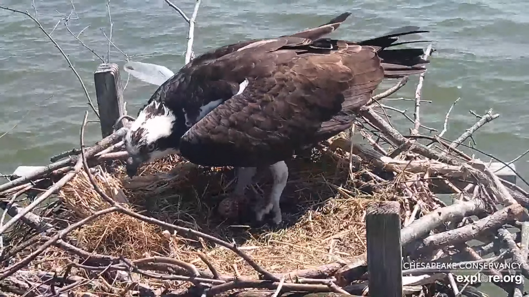 Osprey/Swan Cam