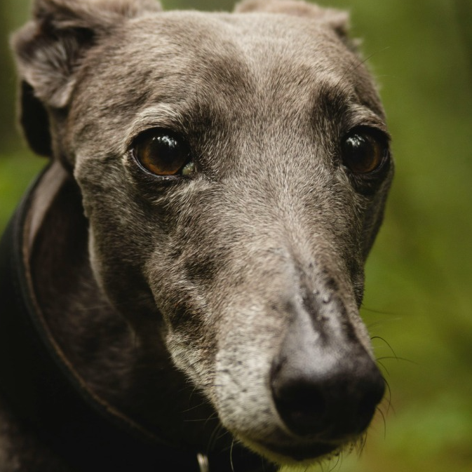 Drake Inquiry Report into Greyhound Racing (pdf)