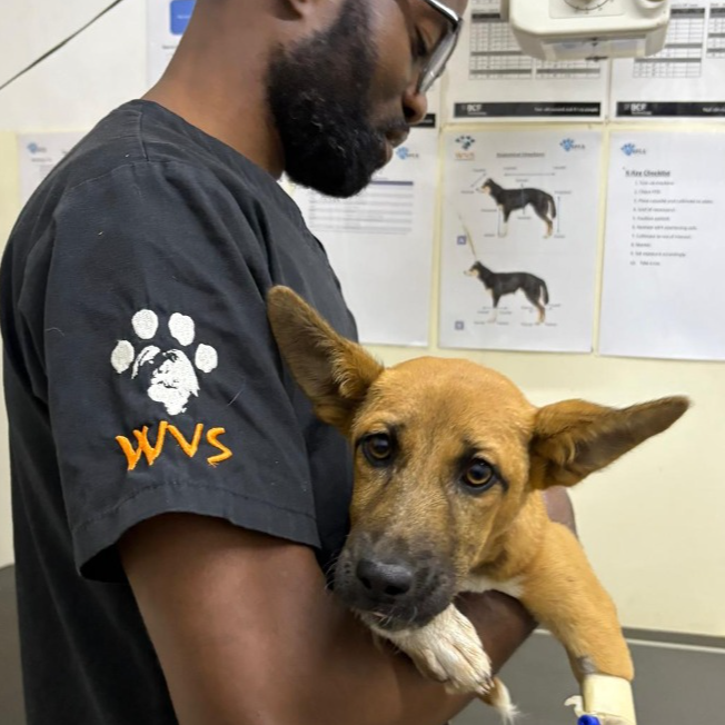 Urban tails and wild trails: Vet work without borders in Malawi