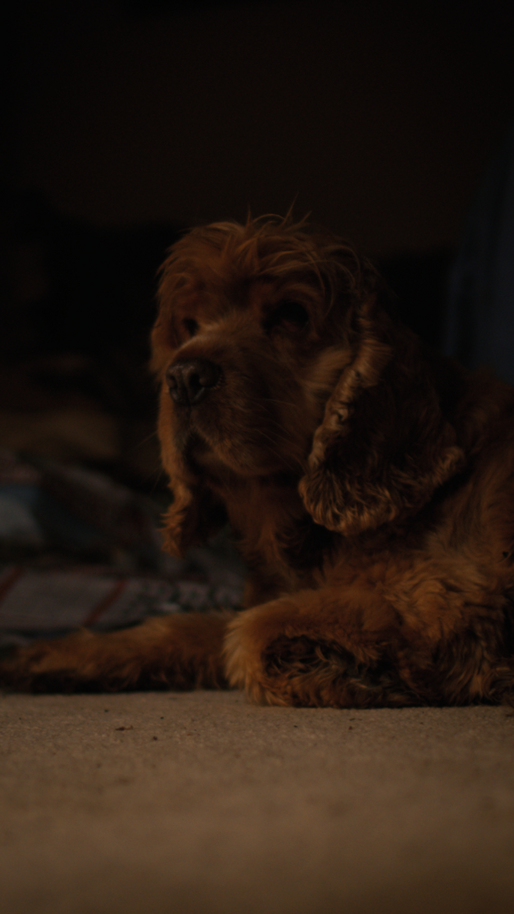 Betty's Story - Big Give Back to Animals ✨