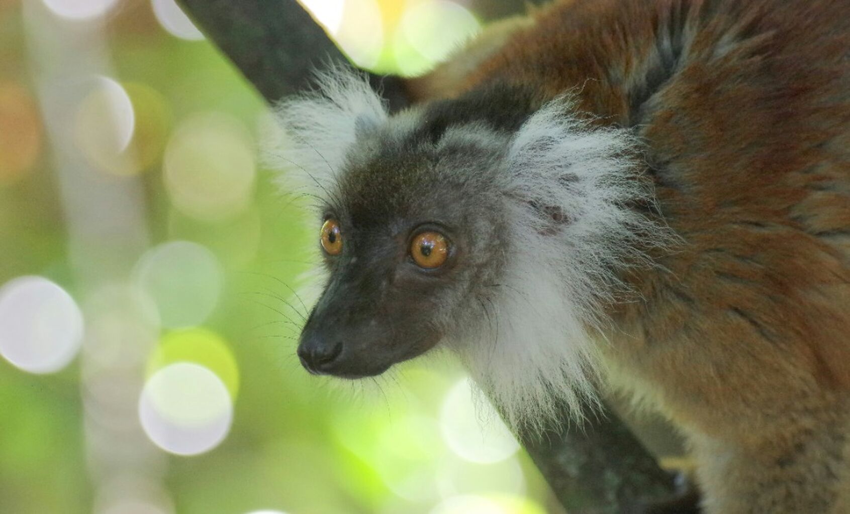 Lemur Facts