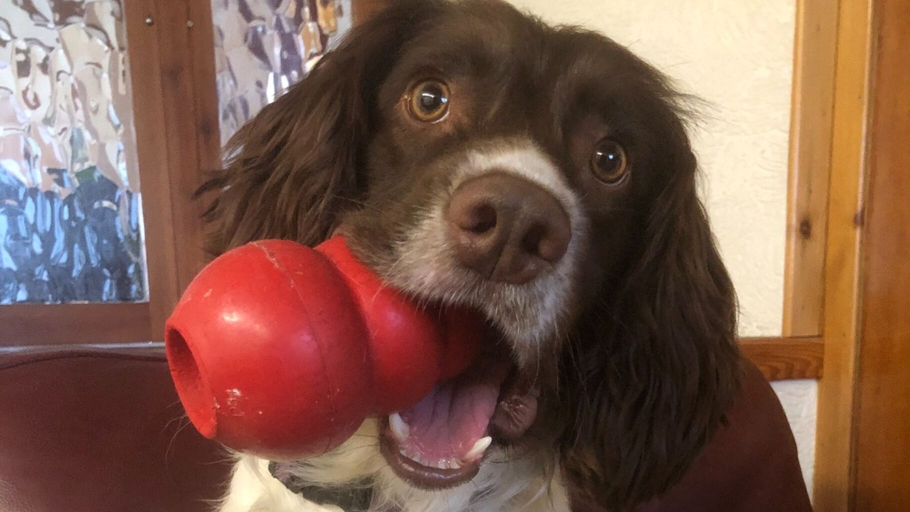 Enrichment for Pets