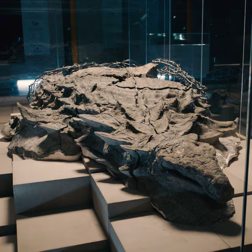 Face to face with a perfectly preserved dinosaur that looks like it was alive yesterday