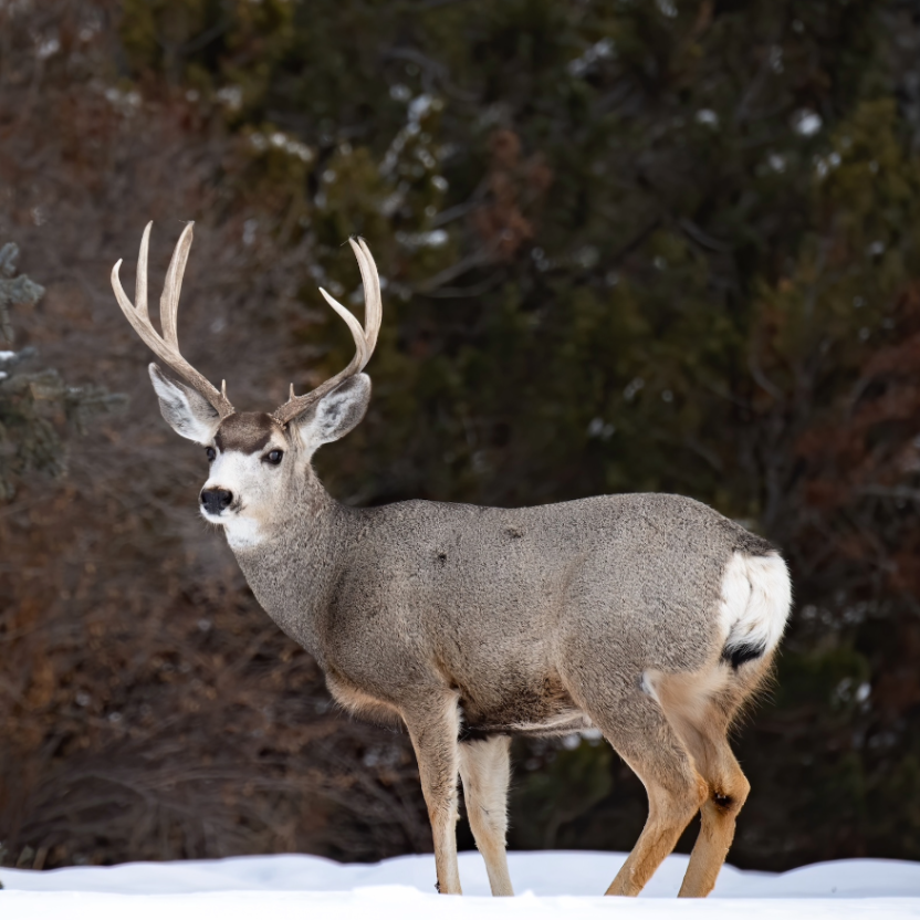 A Cross-Border Challenge: Canada&rsquo;s Mule Deer